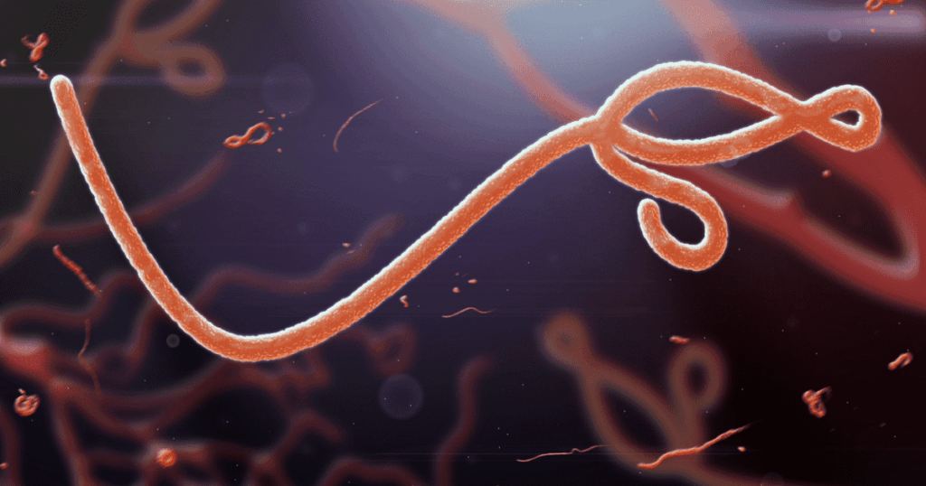 A microscopic view of the Ebola virus.