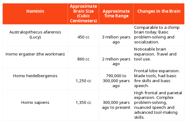 Infographic chart that displays information about the early humans.